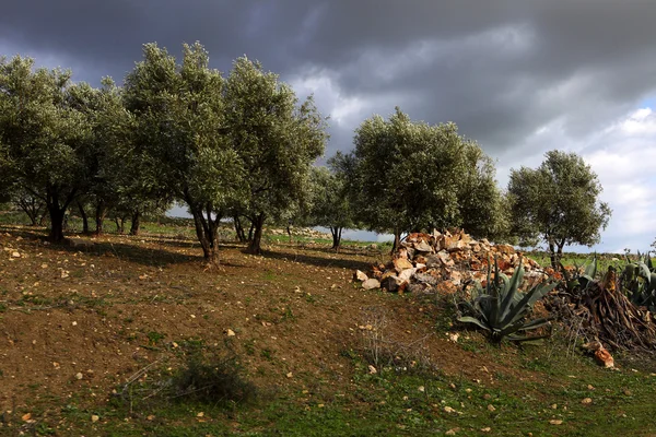 Hermoso paisaje en Ifrane — Foto de Stock