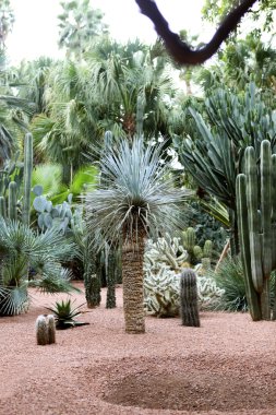 Jardin Majorelle.
