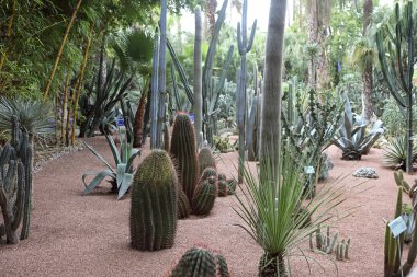 Jardin Majorelle.