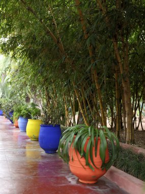 Jardin Majorelle.