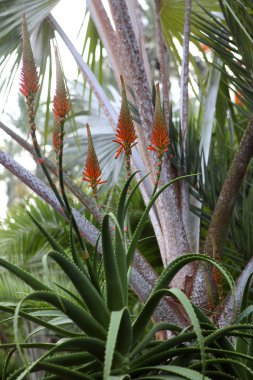 aloe vera çiçek