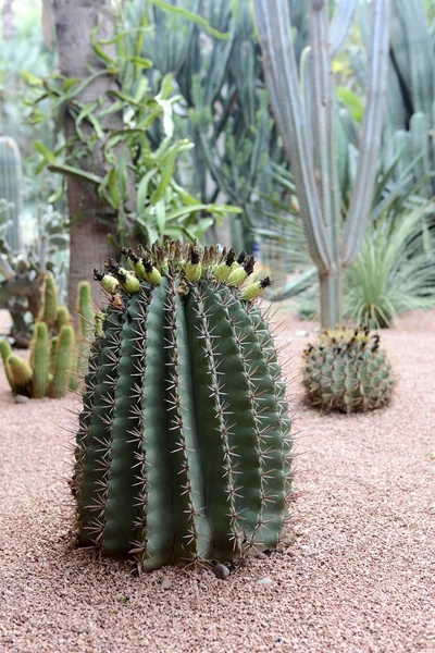 Majorelle im Jardin — Stockfoto