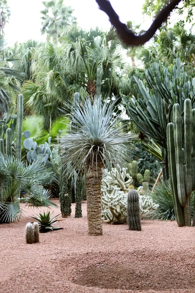 Majorelle im Jardin — Stockfoto