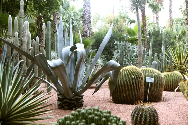 Majorelle im Jardin — Stockfoto