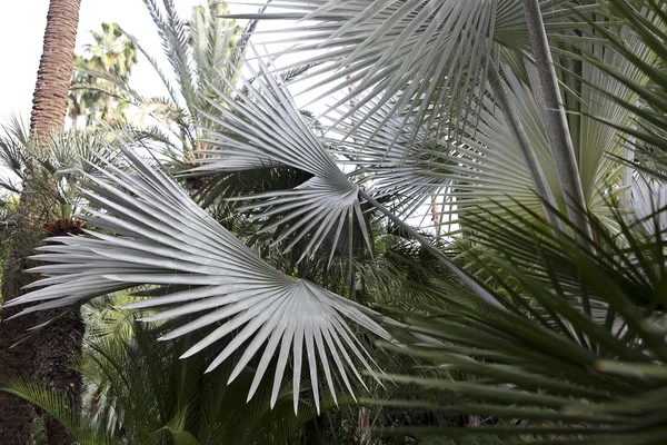 Majorelle im Jardin — Stockfoto