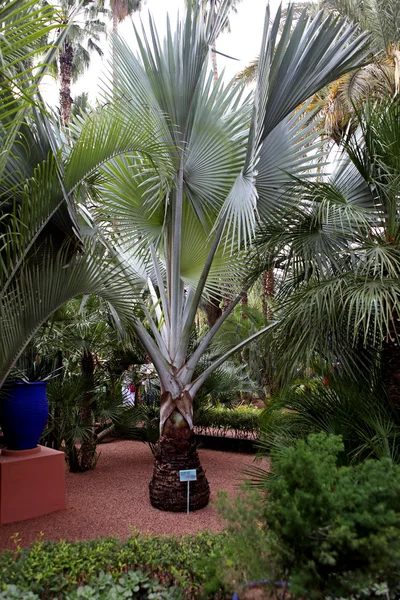 Jardin Majorelle — Stock fotografie