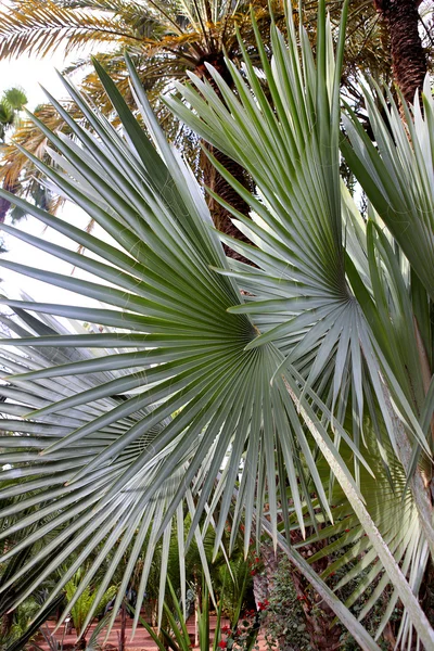 Jardin Majorelle — Stock fotografie