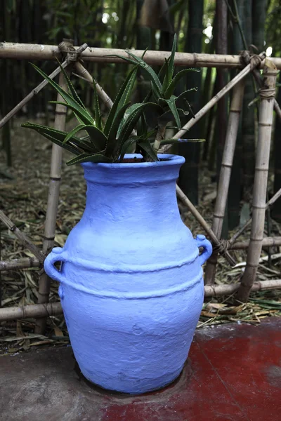 Majorelle im Jardin — Stockfoto