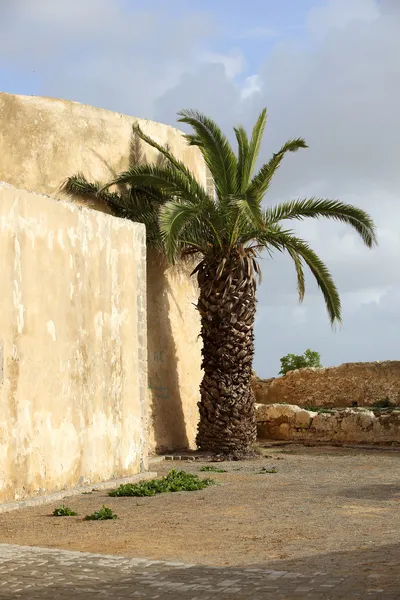 Palm v el jadida, Maroko — Stock fotografie
