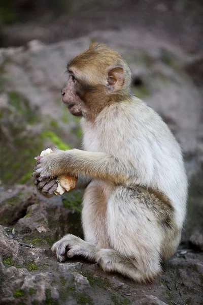 Little monkey at the waterfalls in Kascades Douzude — Stock Photo, Image