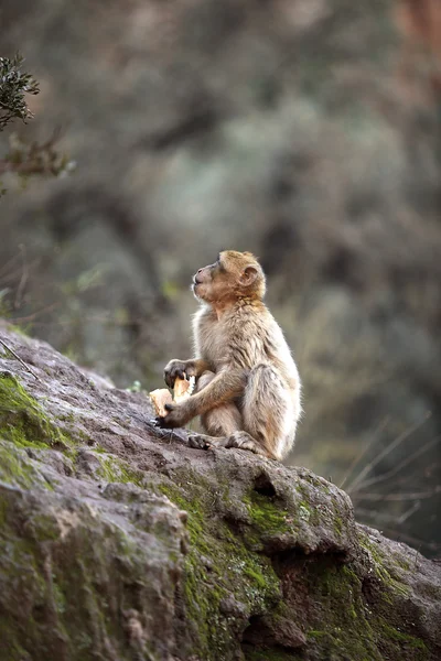 Pequeño mono en las cascadas en Kascades Douzude —  Fotos de Stock