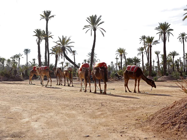 서쪽 사하라에 dromedaries — 스톡 사진