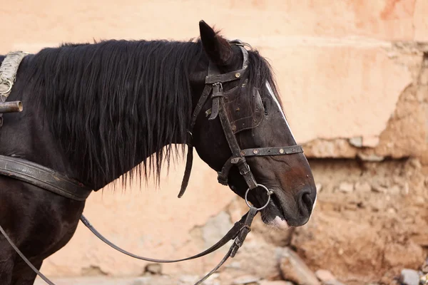 Portret van een bruin paard met kar — Stockfoto