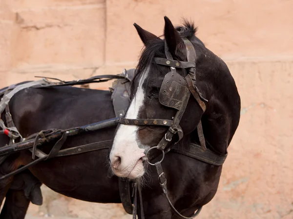 Portret van een bruin paard met kar — Stockfoto