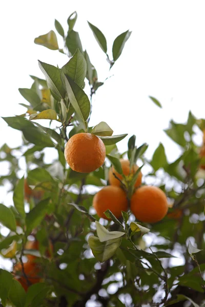Orange trees in Morocco — Stock Photo, Image