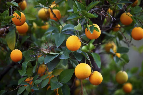 Pomarańczowe drzewa w Maroko — Zdjęcie stockowe