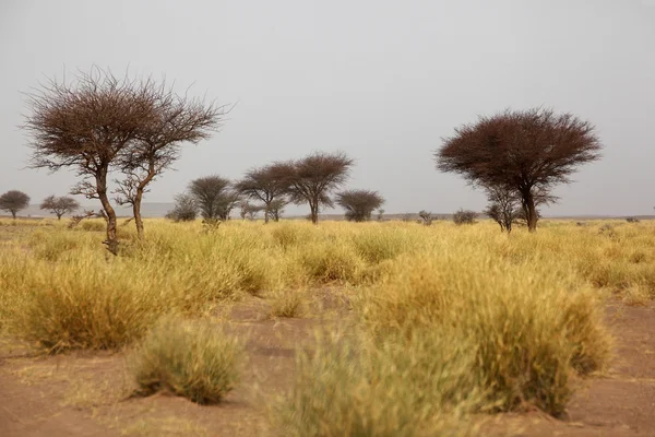 Savannah v Maroku — Stock fotografie