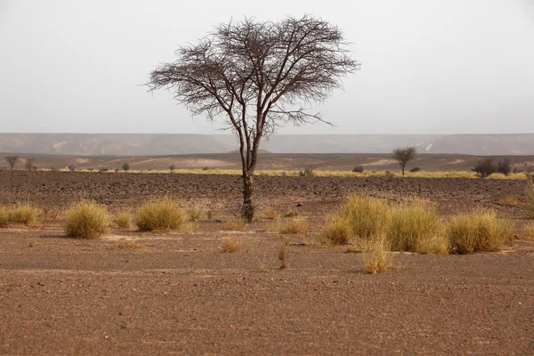 Savannah v Maroku — Stock fotografie