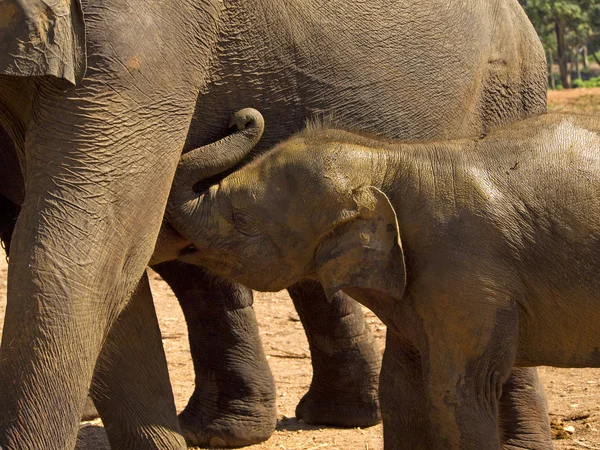 Herd of elephants at the orphanage — Stock Photo, Image