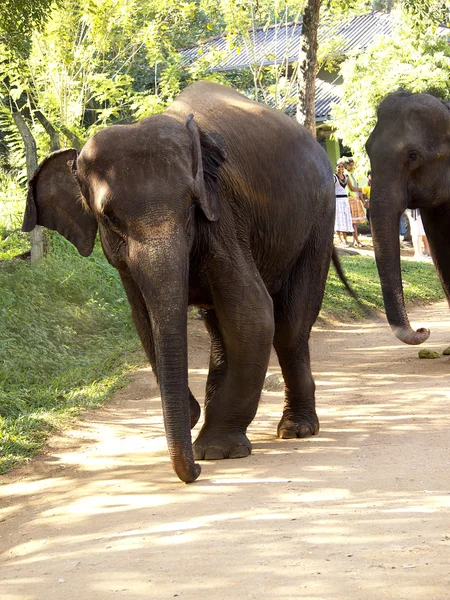 Слон-инвалид в приюте — стоковое фото