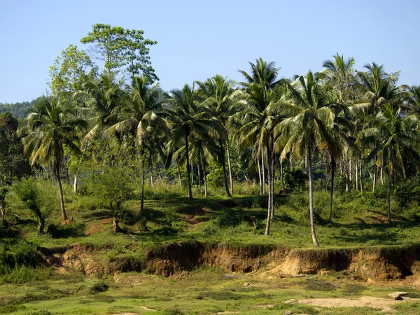 Paisaje de palmeras en Sri Lanka —  Fotos de Stock