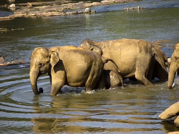 Elephant bathing at the orphanage — Stock Photo, Image