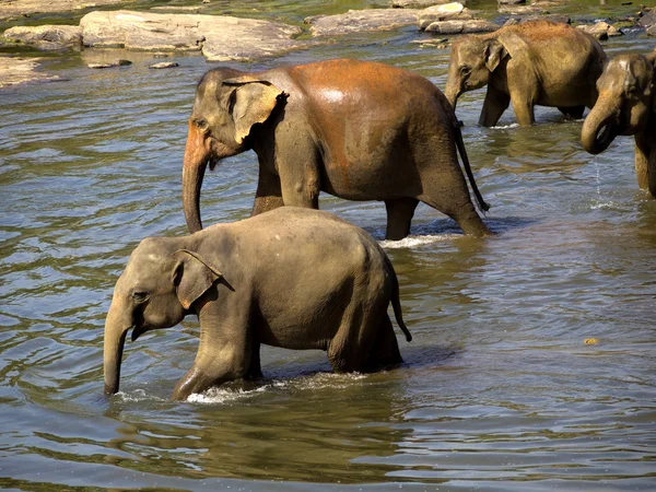 Elephant bathing at the orphanage — Stock Photo, Image