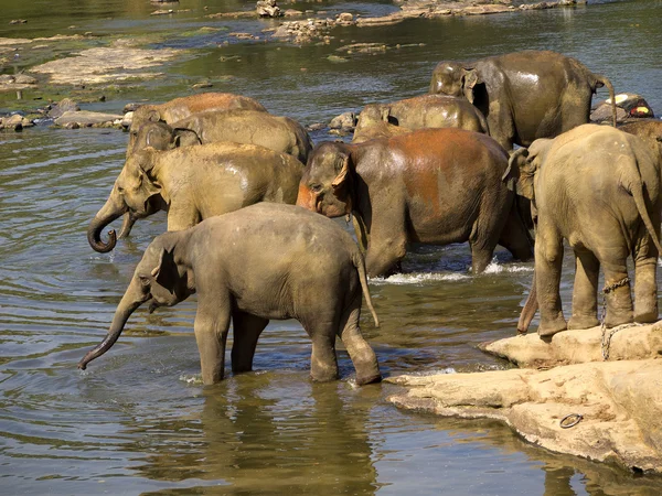 Elephant bathing at the orphanage — Stock Photo, Image