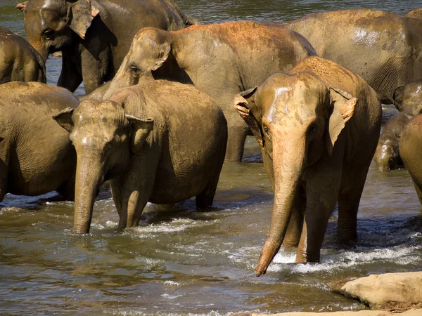 Gajah mandi di panti asuhan — Stok Foto