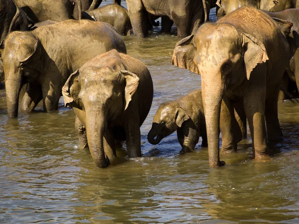 Baño de elefantes en el orfanato — Foto de Stock