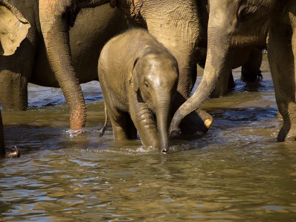 Elephant bathing at the orphanage — Stock Photo, Image