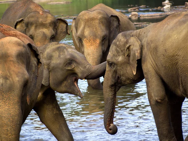 Elephant bathing at the orphanage — Stock Photo, Image