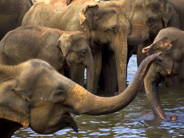 Купание слонов в детском доме — стоковое фото