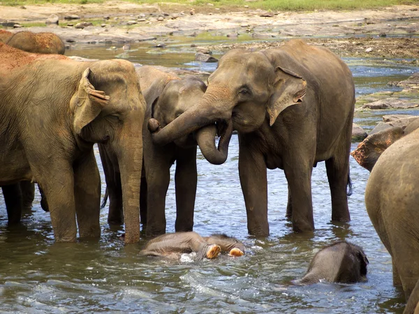 Gajah mandi di panti asuhan — Stok Foto