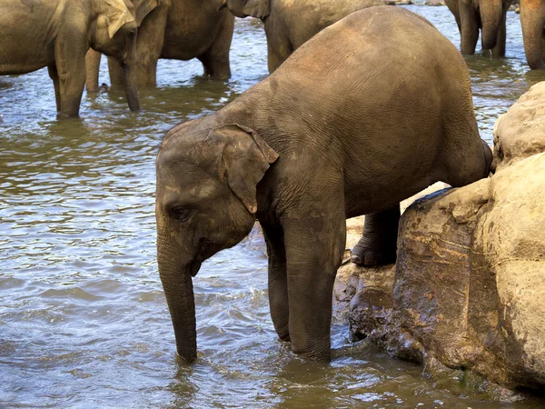 Elephant bathing at the orphanage — Stock Photo, Image