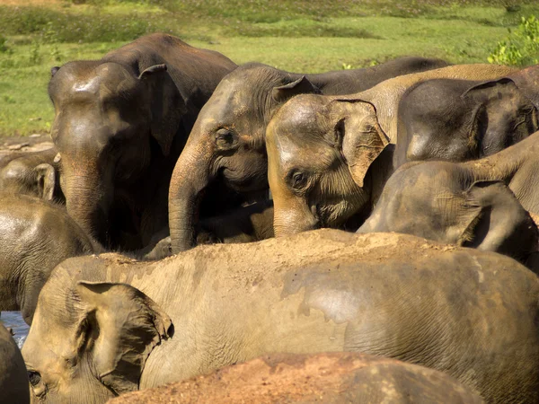 Elephant bathing at the orphanage — Stock Photo, Image