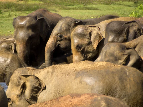 Gajah mandi di panti asuhan — Stok Foto
