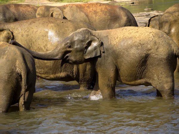 大象沐浴在孤儿院 — 图库照片