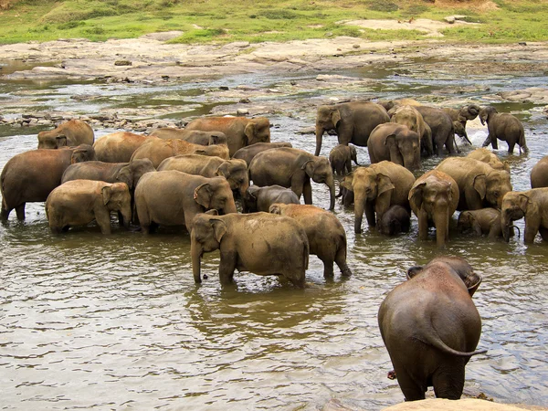 Baño de elefantes en el orfanato —  Fotos de Stock