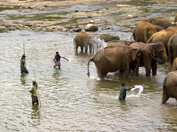 Banho de elefante no orfanato — Fotografia de Stock