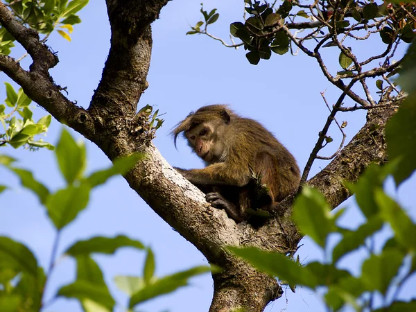 Singe asiatique sur l'arbre — Photo