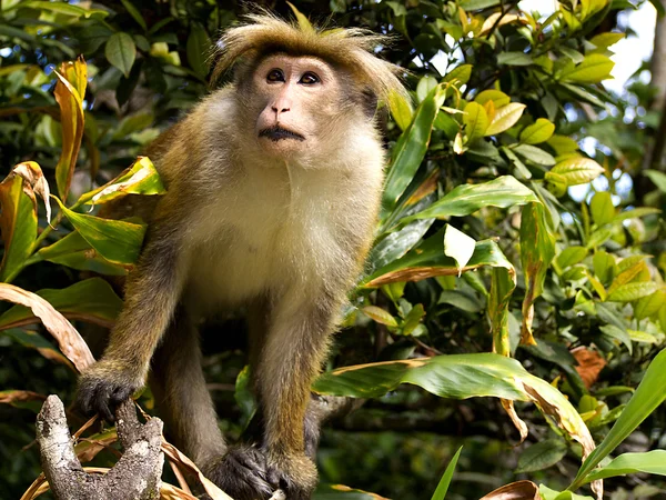 Азиатская обезьяна на дереве — стоковое фото