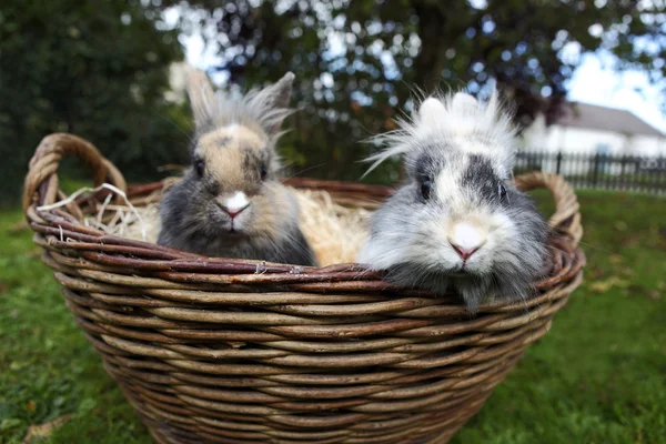 Bunnies genç aslana kafa — Stok fotoğraf