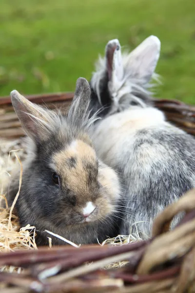 Bunnies genç aslana kafa — Stok fotoğraf