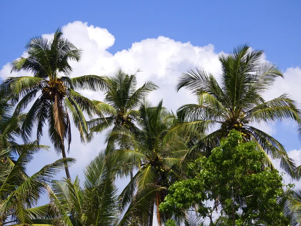 Beautiful palm landscape at the beach — Stock Photo, Image