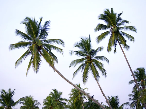 Palms at the beach — Stock Photo, Image