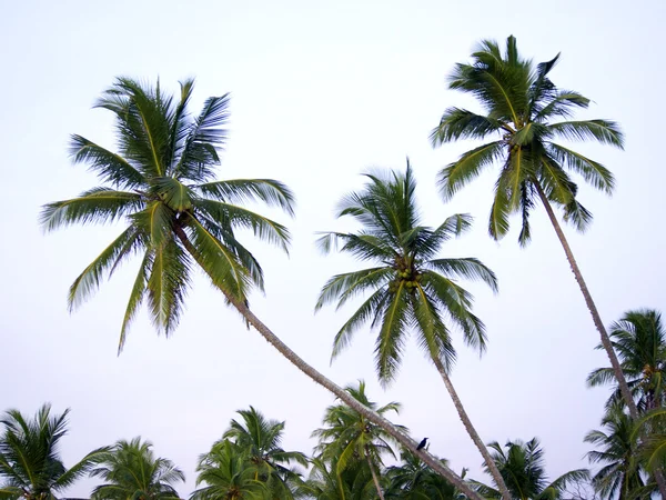 Palmiers à la plage — Photo