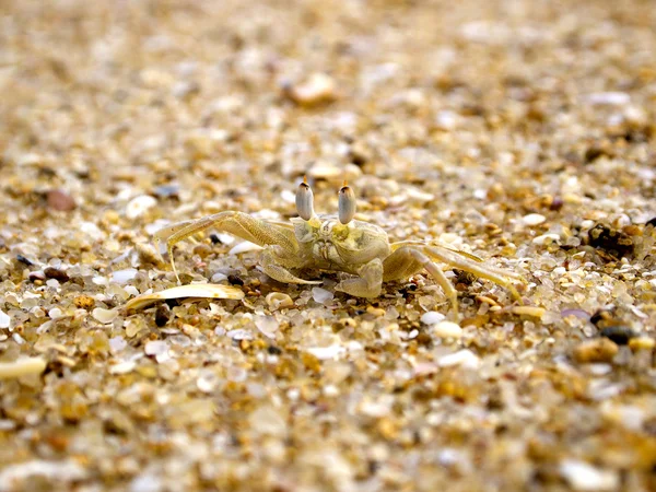 Beige crab in the sand — Stock Photo, Image