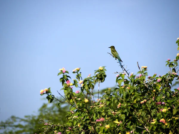 Zelený pták sedící na stromě v národním parku — Stock fotografie