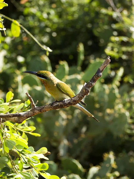 Uccello verde seduto sull'albero in un parco nazionale — Foto Stock